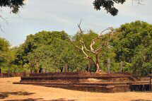 zum Reisebericht Sri Lanka und Malediven:Polonnaruwa