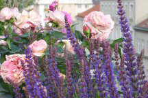 Foto: Augusta Louise