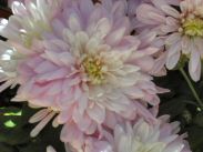 Foto: Chrysanthemen