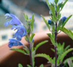 Foto: moldavisches Drachenkpfchen