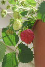 Foto: Hängeerdbeeren