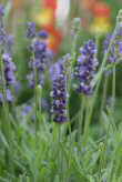 Foto: Lavendel