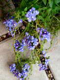 Foto: Sommerveilchen