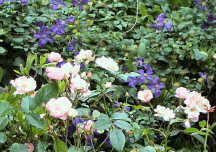 Foto: Rosen und Clematis