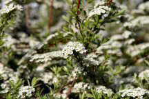 Foto: frhe Brautspiere