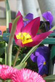 Foto: Zwergtulpe "Violacea"