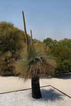 Jardi Botanic