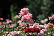 Botanischer Garten