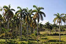 Nationalpark Pico Cristal