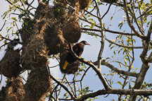 Montezuma Stirnvogel (Psarocolius Montezuma)