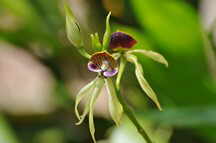 schwarze Orchidee