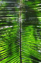 Palmenblatt