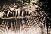 Schatten eines Palmenblattes
