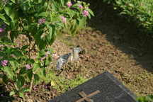 Htaukkyant Soldatenfriedhof