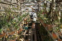 Orchidarium