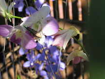 Orchidarium