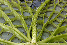 Leiden, Hortus Botanicus
