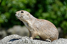 Rotterdam, Rotterdam Zoo