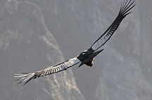 Colca Canyon, Cruz del Condor