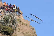 Colca Canyon, Cruz del Condor