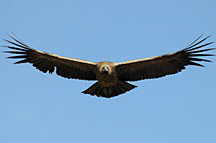 Colca Canyon, Cruz del Condor