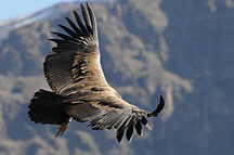 Colca Canyon, Cruz del Condor