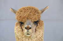 Fabrik Mundo Alpaca