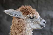 Fabrik Mundo Alpaca