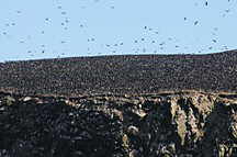 Paracas - Ballestas Inseln