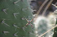 Huari (Wari) Spinne mit Spinnennetz