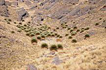 Puya Raimondii
