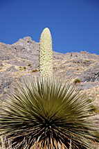 Puya Raimondii
