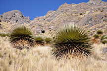 Puya Raimondii