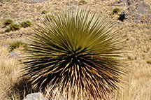 Puya Raimondii