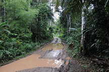 eine Straße im Regenwald