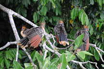 4 Hoatzin (Stinkvogel)
