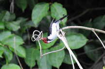 Red-Capped Cardinal (Paroaria Gularis)