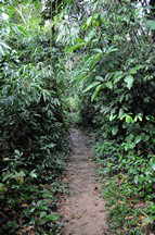 Amazonas