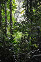 Amazonas