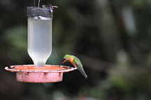Kolibri in unmittelbarer Nhe des Stiefelplatzes