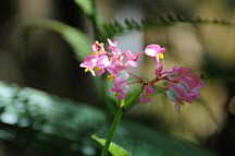 Museo Manuel Chavez Ballon - Orchideengarten