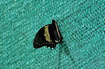 Schmetterlingshaus - Inkaq Pillpin