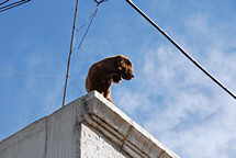 Arequipa, Hund am Dach