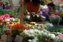 Markthallen Blumen
