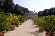 Park Villa der Borghese, Orangenbäume