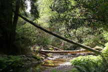 Muir Woods