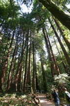 Muir Woods