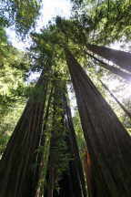 Muir Woods