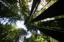 Muir Woods