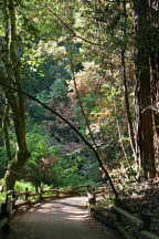 Muir Woods